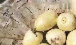 街边免费吃瓜,夏日炎炎解暑神器